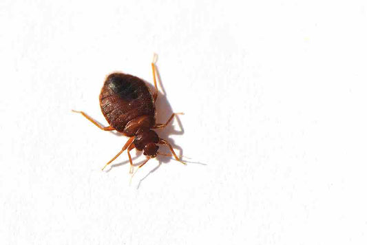 how to avoid bedbugs