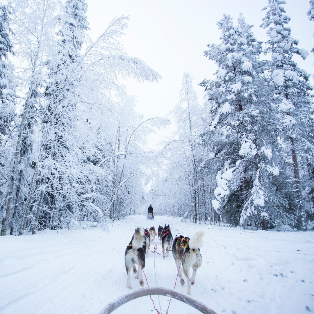 6 Places in Quebec for a Dog Sled Ride