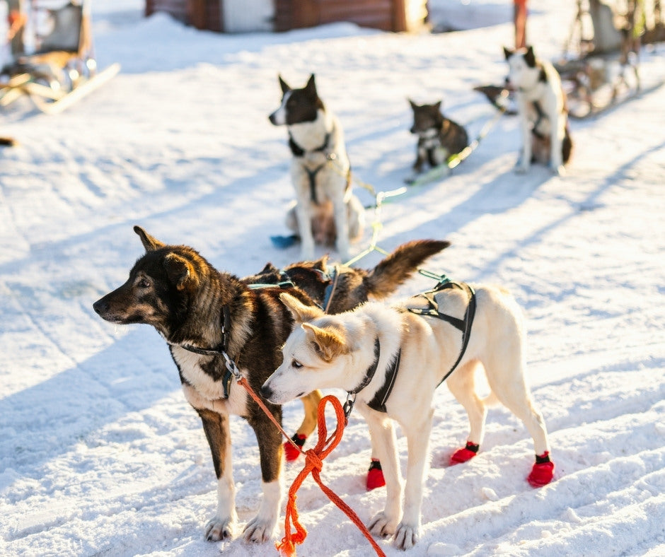 5-Day Quebec Road Trip for Spring Break: 5 Activities and 5 Places to Stay