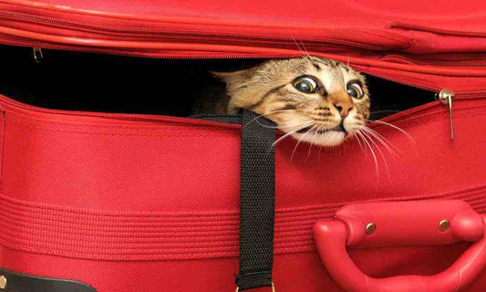 Important Tips for Travelling With Your Pets you Don’t Want to Miss!!